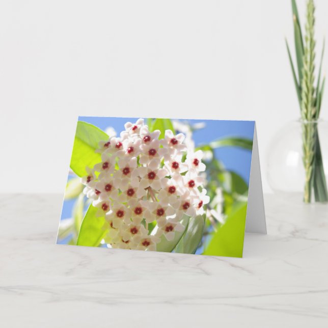 Star Flower Card (Front)