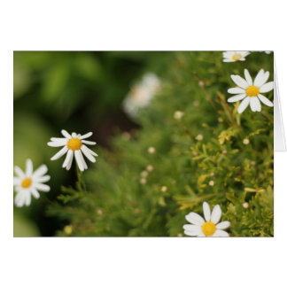 Star Flowers