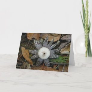 Star Fungus Card