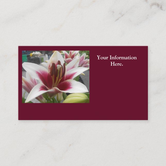 Star Gazer Business Card (Front)