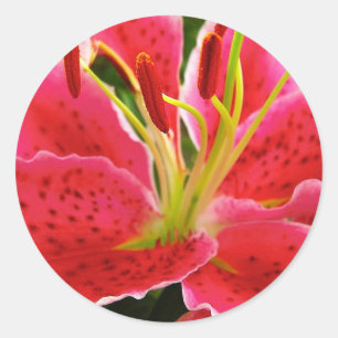 Star Gazer Lily Classic Round Sticker