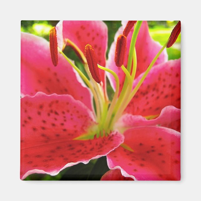 Star Gazer Lily Magnet (Front)