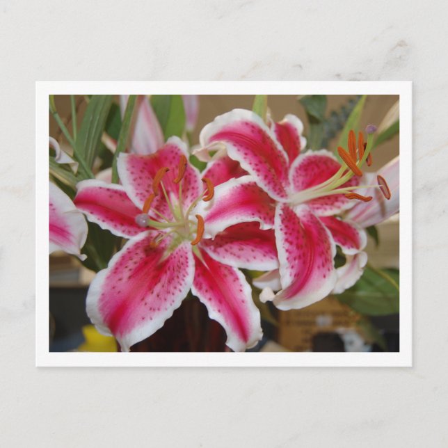 Star Gazer Lily Postcard (Front)
