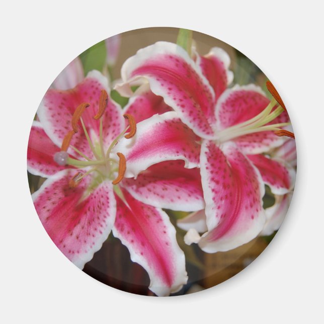 Star Gazer Lily Round Magnet (Front)