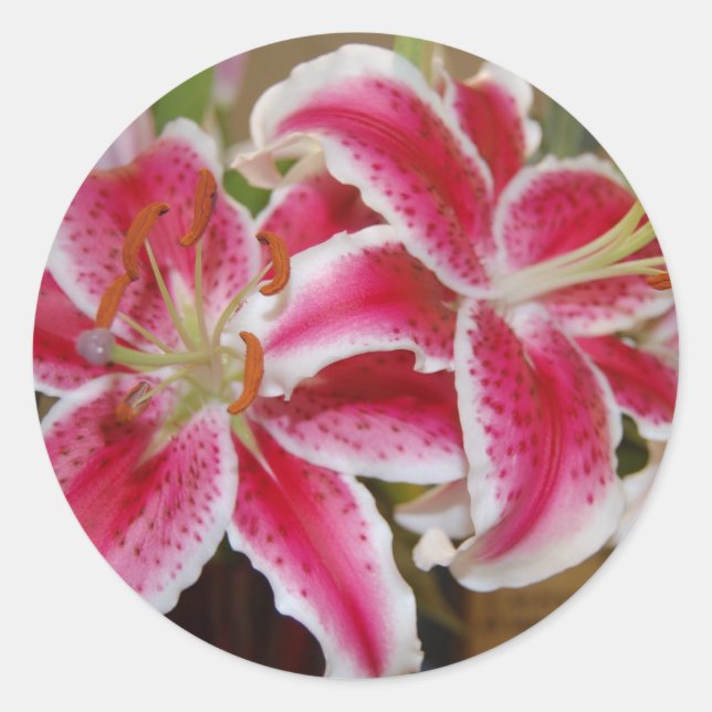 Star Gazer Lily Sticker (Front)