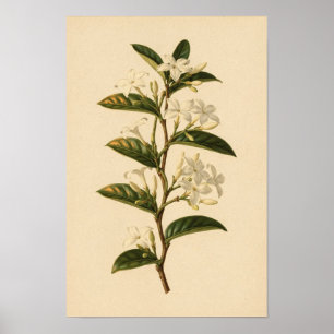 Star Jasmine Botanical Study 12 × 18 Poster