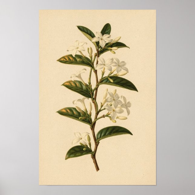 Star Jasmine Botanical Study | 12 × 18 Poster (Front)