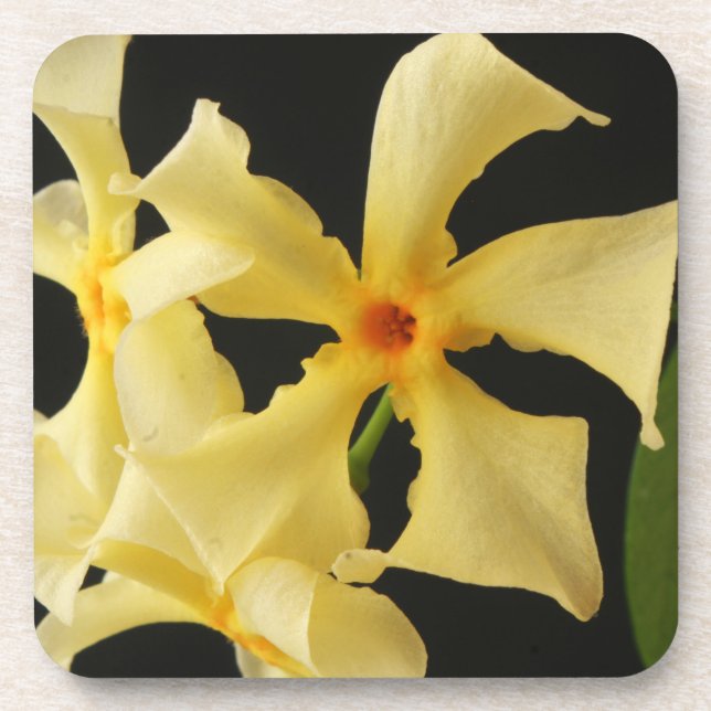 Star Jasmine Flower coastercna Coaster (Front)
