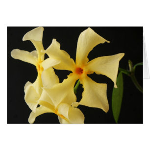 Star Jasmine Flower gccn