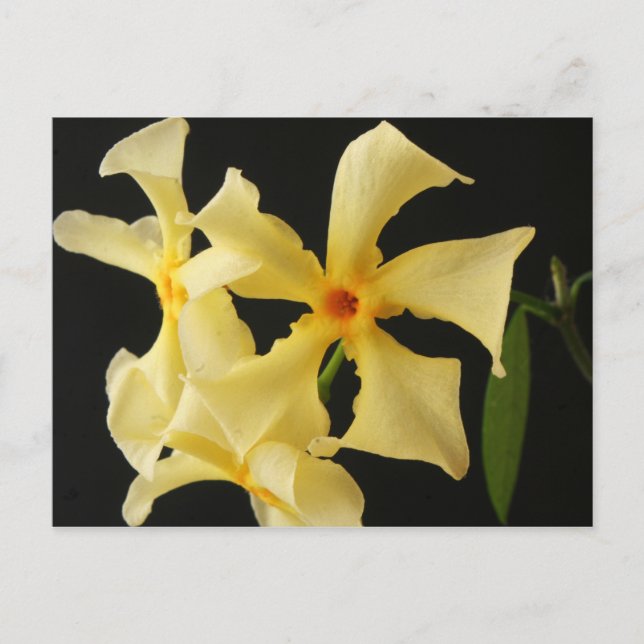Star Jasmine Flower pccnm Postcard (Front)