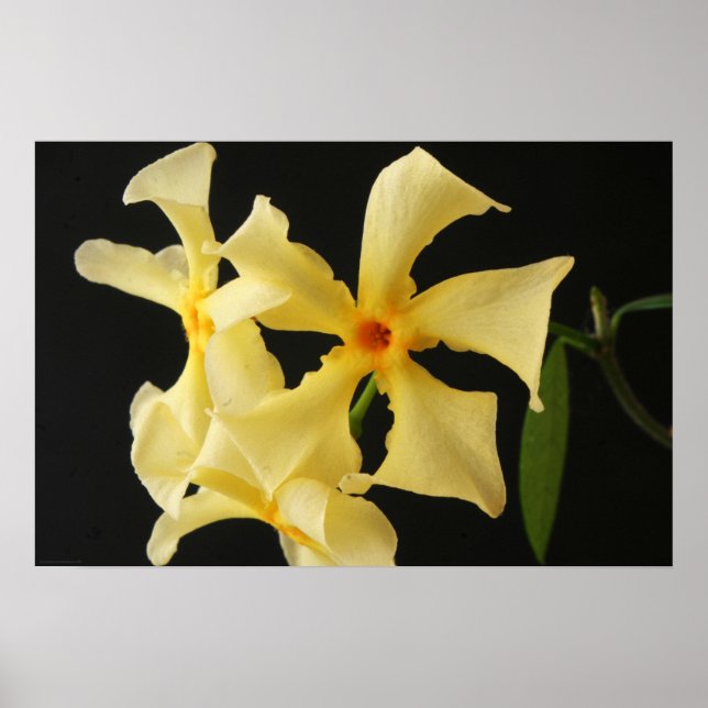 Star Jasmine Flower wapa Poster (Front)