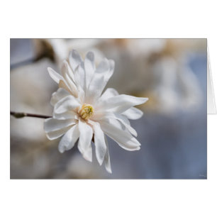 Star Magnolia Bloom