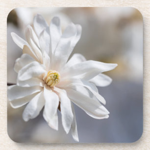 Star Magnolia Bloom Coaster