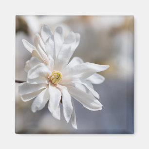 Star Magnolia Bloom Magnet