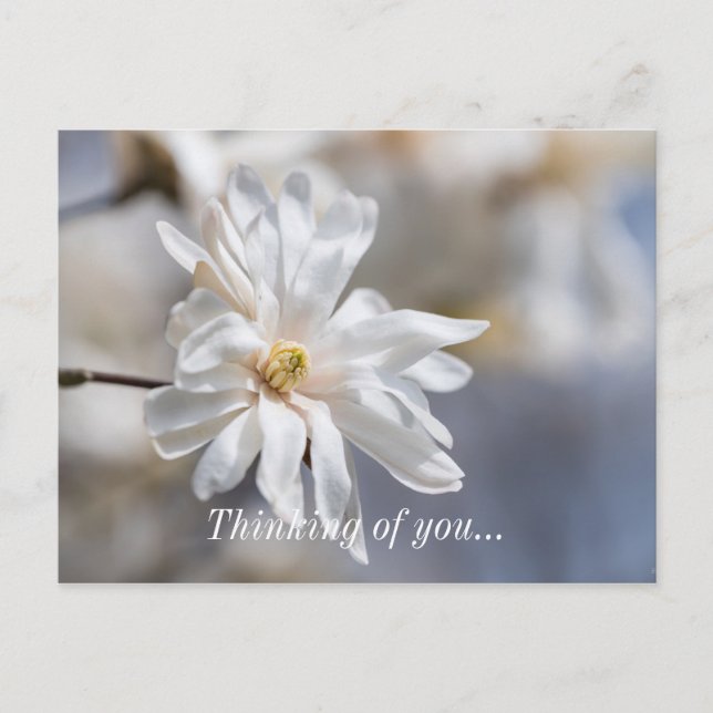Star Magnolia Bloom Thinking Of You Postcard (Front)