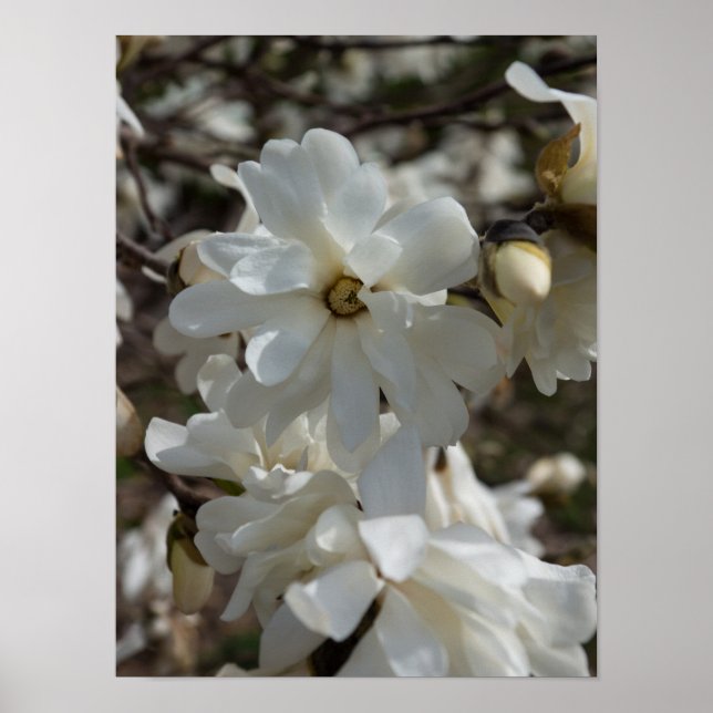 Star Magnolia Blooms Poster (Front)