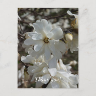 Star Magnolia Blooms Thank You Postcard