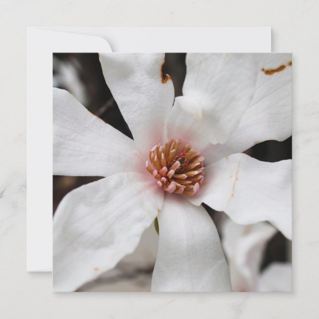 Star Magnolia Card (Front)