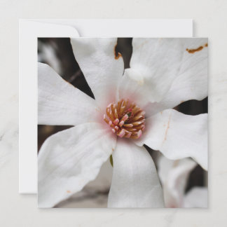 Star Magnolia Card