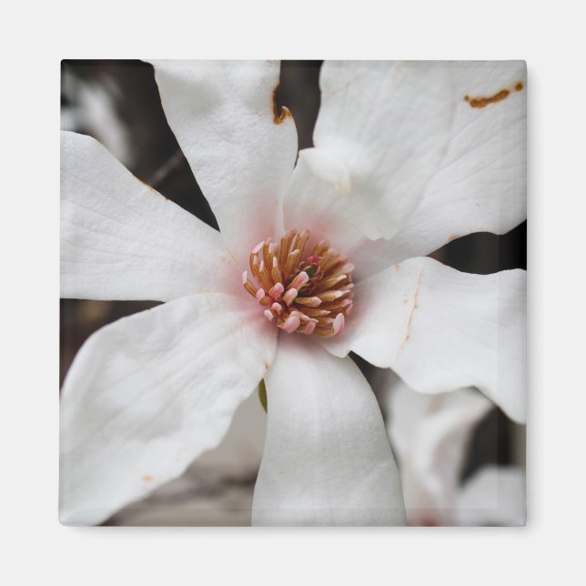 Star Magnolia Closeup Magnet (Front)