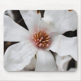 Star Magnolia Mouse Pad