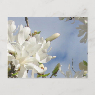 Star Magnolia Postcard