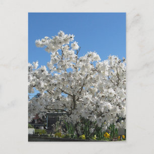 Star Magnolia Postcard