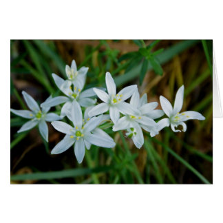 Star of Bethlehem
