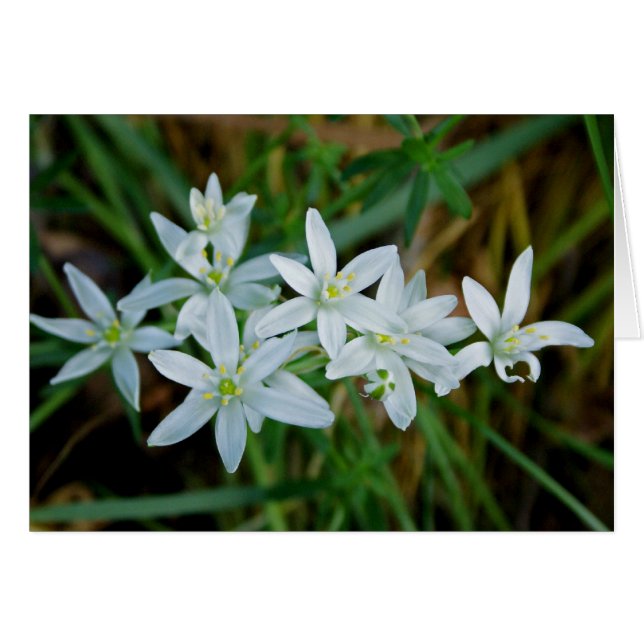Star of Bethlehem (Front Horizontal)