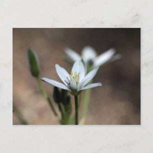Star-of-Bethlehem (Ornithogalum umbellatum) flower Postcard