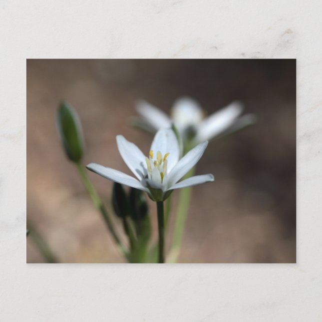 Star-of-Bethlehem (Ornithogalum umbellatum) flower Postcard (Front)