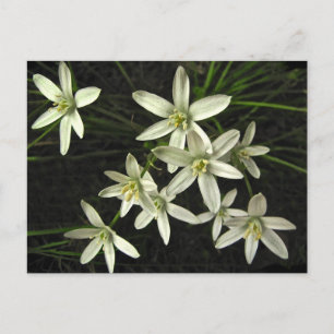 Star of Bethlehem Postcard