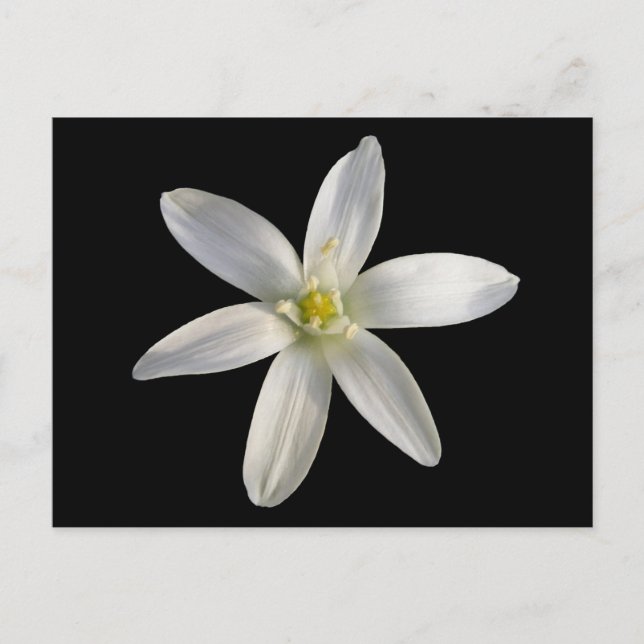 Star of Bethlehem ~ postcard (Front)