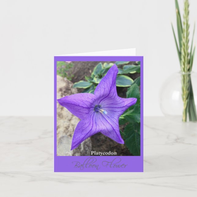 Star of the Garden "Platycodon" Note Card (Front)