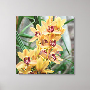 Star Orchids Canvas Print