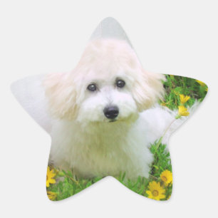Star Photo Stickers