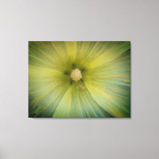 Star Pollen Stretched Canvas Print