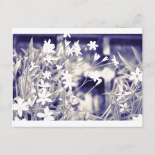 Star-shaped Flowers Sparkle, Postcard