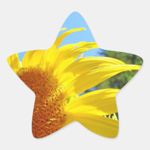 Star Shaped stickers Envelope Seals Sunflower