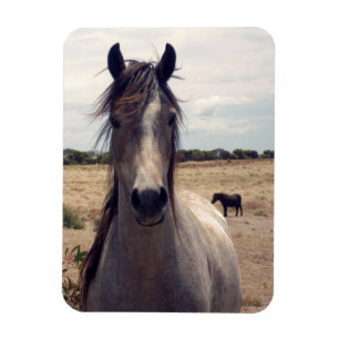 Star The Arab Pony, Flexible Magnet