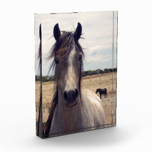 Star The Arab Pony,  Photo Block