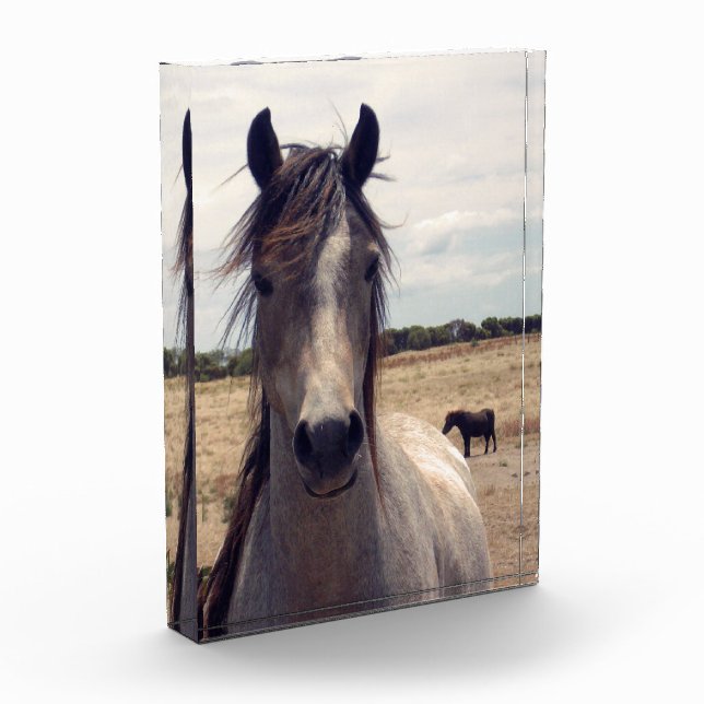 Star The Arab Pony,  Photo Block (Left)