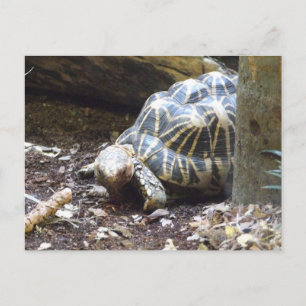 Star Tortoise Postcard