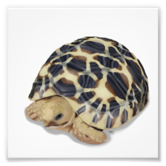 Star Tortoise Print