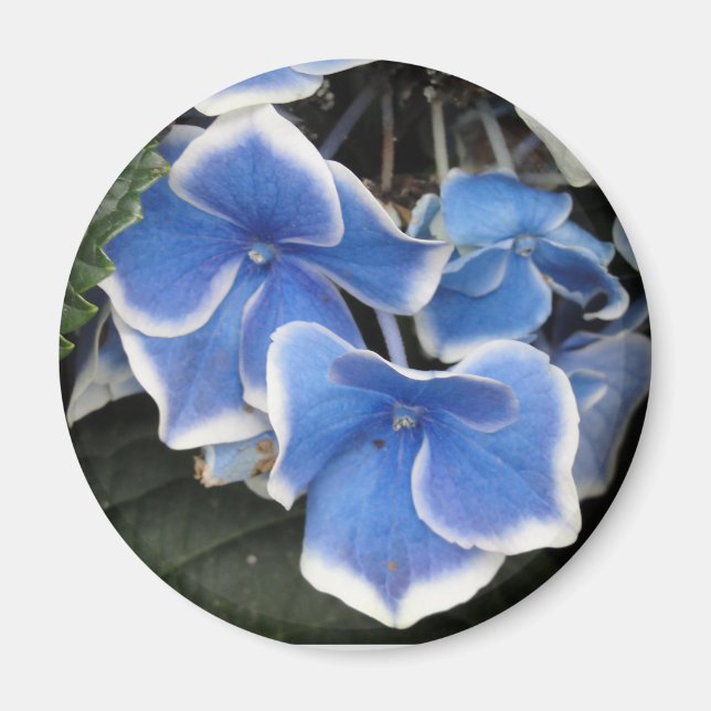 Starburst Hydrangea (blue and white) magnet (Front)