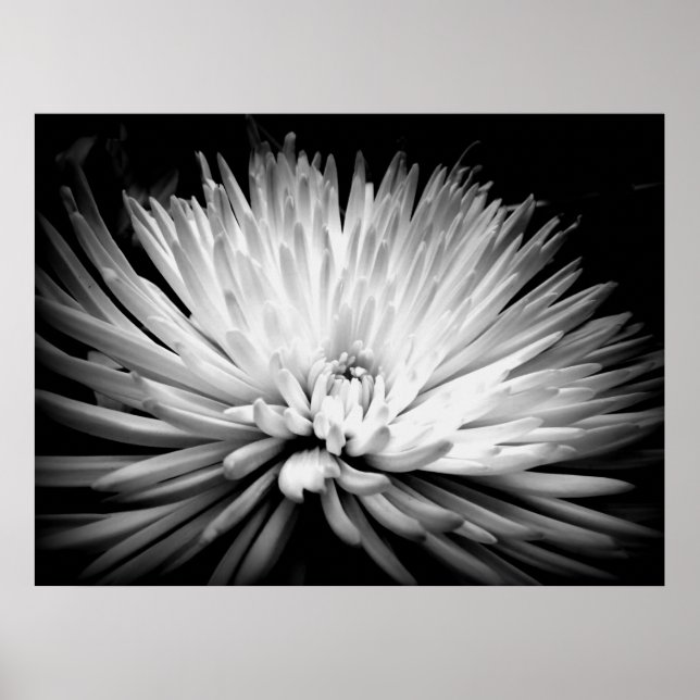 Starburst Mum Blossom Poster Print (Front)