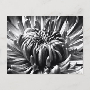 Starburst Postage Postcard