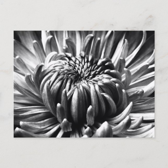 Starburst Postage Postcard (Front)
