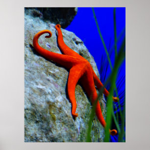 starfish-452926 BRIGHT RED STARFISH PHOTOGRAPHY Poster