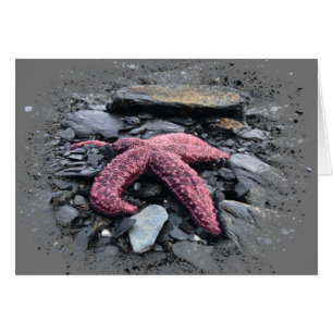 Starfish - 5" x 7" Art Card